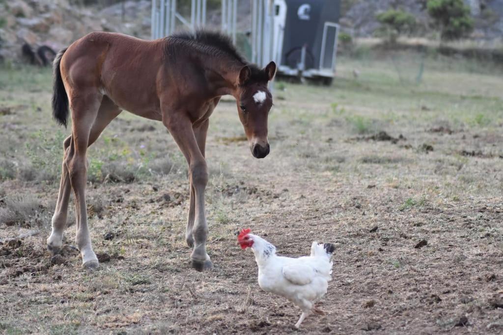 Gite A La Ferme Avec Jacuzzi Et Sauna Villefloure Екстериор снимка